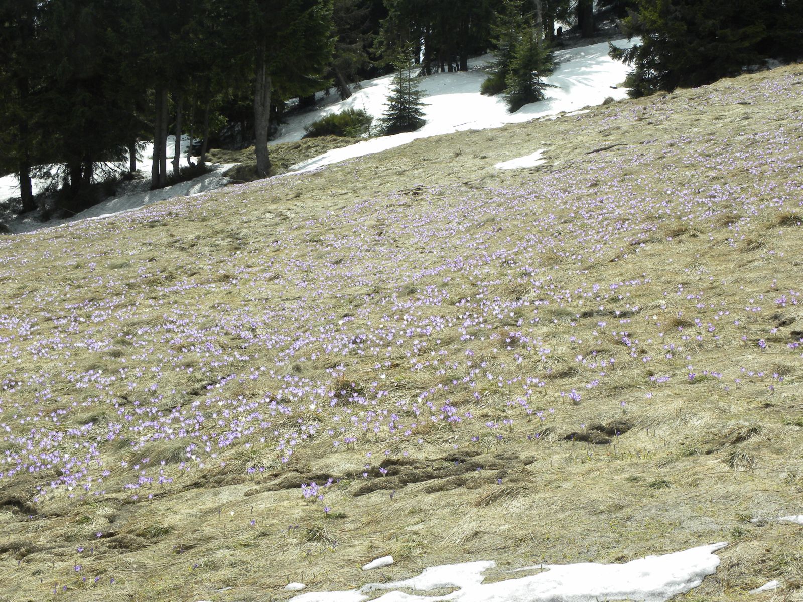 Wiosna pod Turbaczem